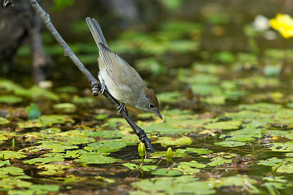 Mönchsgrasmücke (Sylvia atricapilla)