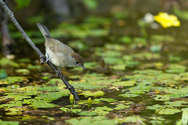 Mönchsgrasmücke (Sylvia atricapilla)