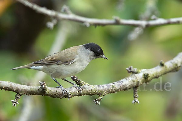 Mönchsgrasmücke (Sylvia atricapilla)