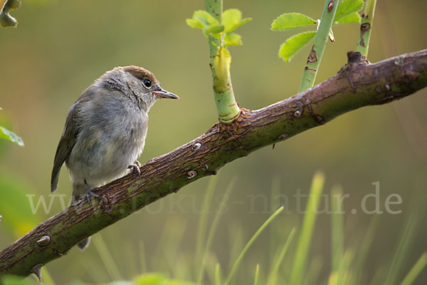 Mönchsgrasmücke (Sylvia atricapilla)