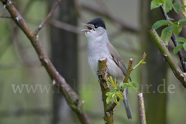 Mönchsgrasmücke (Sylvia atricapilla)