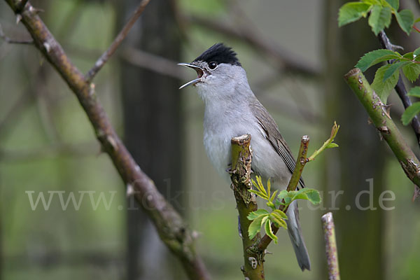 Mönchsgrasmücke (Sylvia atricapilla)