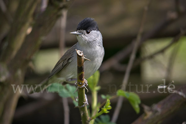 Mönchsgrasmücke (Sylvia atricapilla)