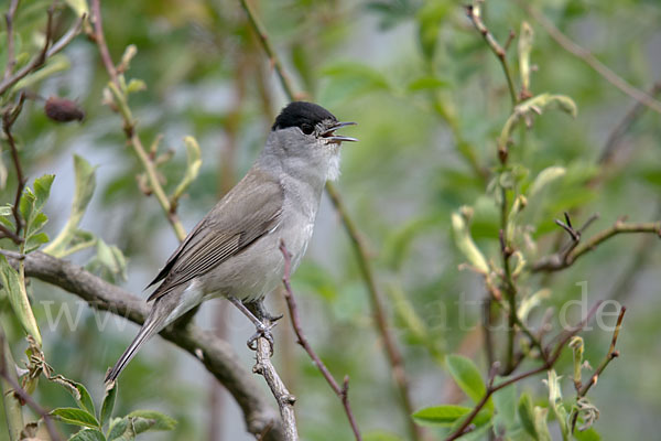 Mönchsgrasmücke (Sylvia atricapilla)