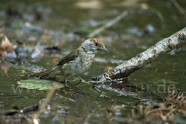 Mönchsgrasmücke (Sylvia atricapilla)