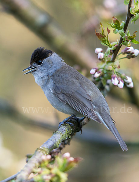 Mönchsgrasmücke (Sylvia atricapilla)