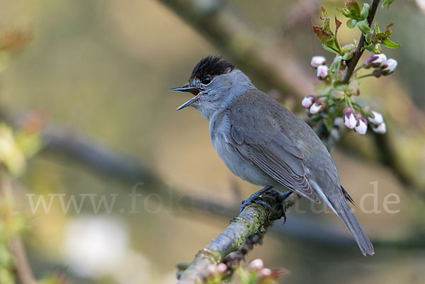 Mönchsgrasmücke (Sylvia atricapilla)