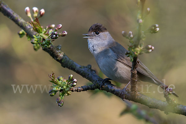 Mönchsgrasmücke (Sylvia atricapilla)