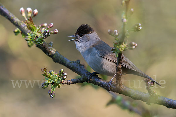 Mönchsgrasmücke (Sylvia atricapilla)