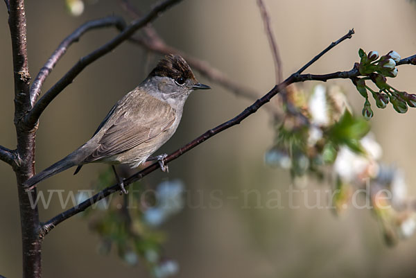 Mönchsgrasmücke (Sylvia atricapilla)