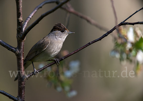 Mönchsgrasmücke (Sylvia atricapilla)