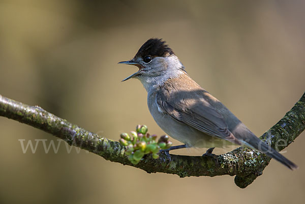 Mönchsgrasmücke (Sylvia atricapilla)