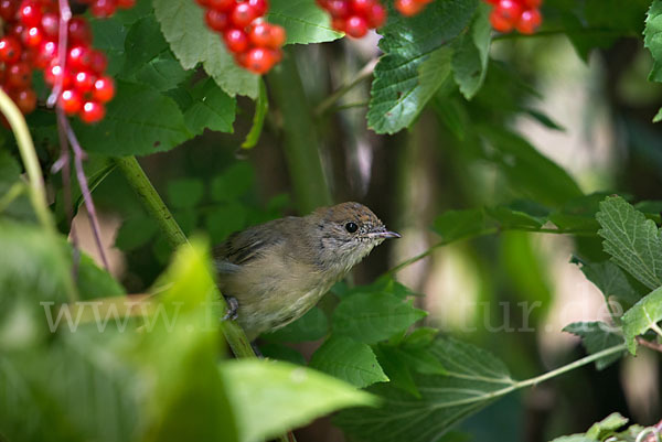 Mönchsgrasmücke (Sylvia atricapilla)