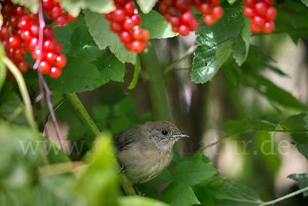 Mönchsgrasmücke (Sylvia atricapilla)