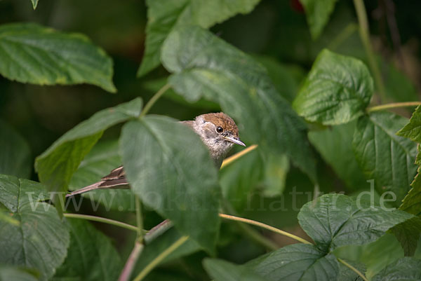 Mönchsgrasmücke (Sylvia atricapilla)