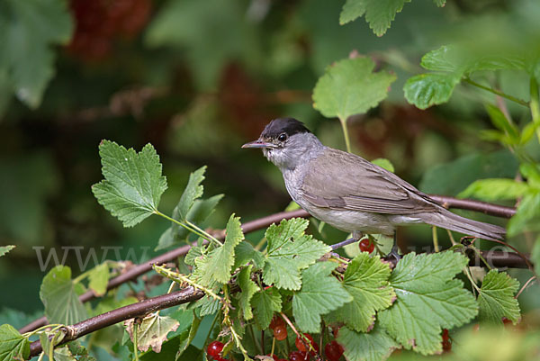 Mönchsgrasmücke (Sylvia atricapilla)