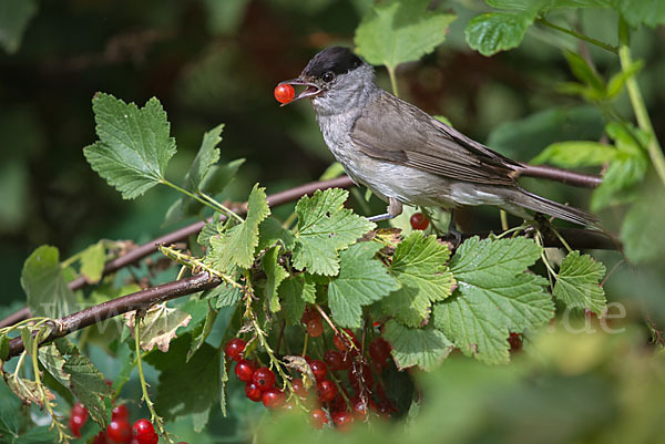 Mönchsgrasmücke (Sylvia atricapilla)