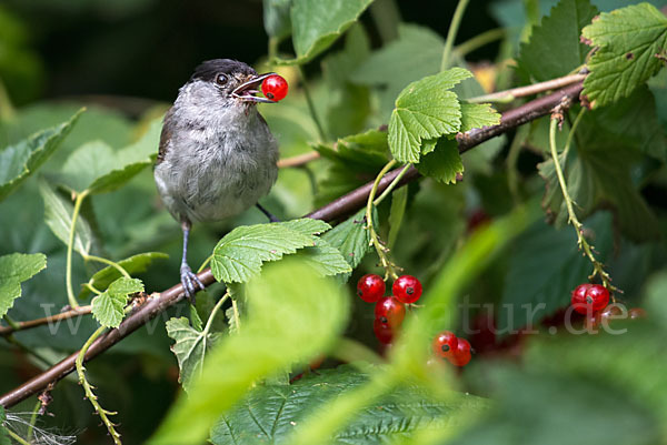 Mönchsgrasmücke (Sylvia atricapilla)