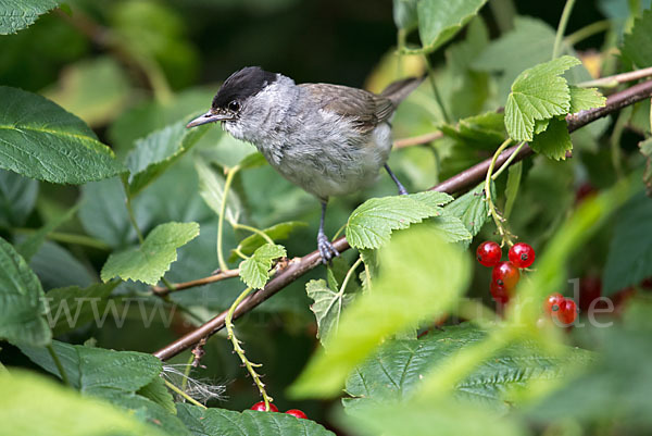 Mönchsgrasmücke (Sylvia atricapilla)