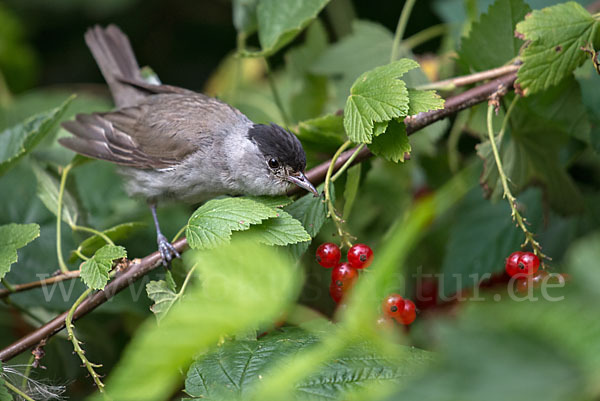 Mönchsgrasmücke (Sylvia atricapilla)