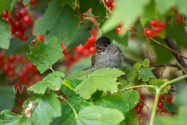 Mönchsgrasmücke (Sylvia atricapilla)