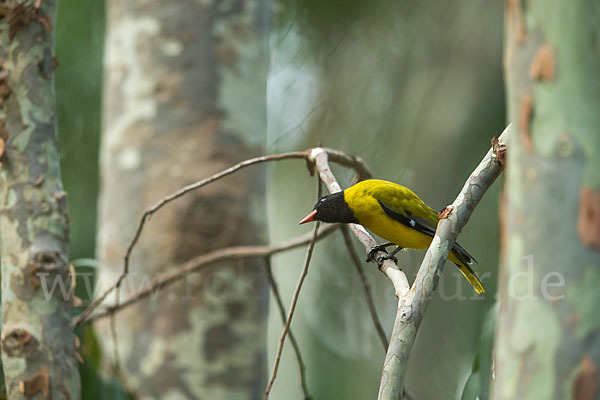 Mönchspirol (Oriolus monacha)