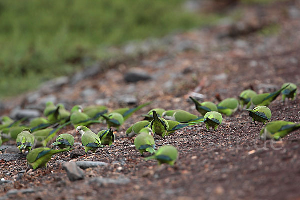 Mönchssittich (Myiopsitta monachus)