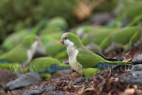 Mönchssittich (Myiopsitta monachus)