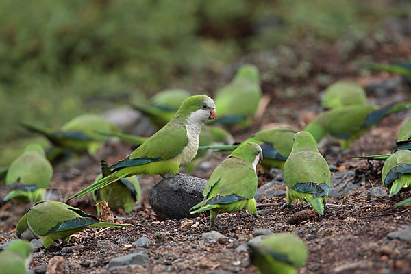 Mönchssittich (Myiopsitta monachus)