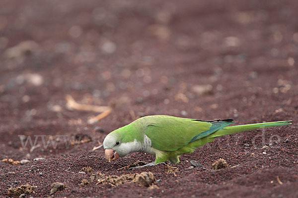 Mönchssittich (Myiopsitta monachus)