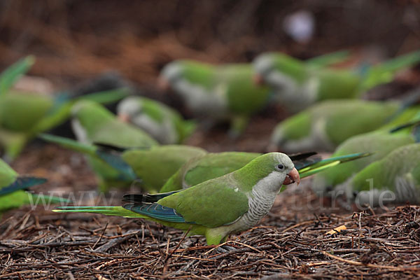 Mönchssittich (Myiopsitta monachus)