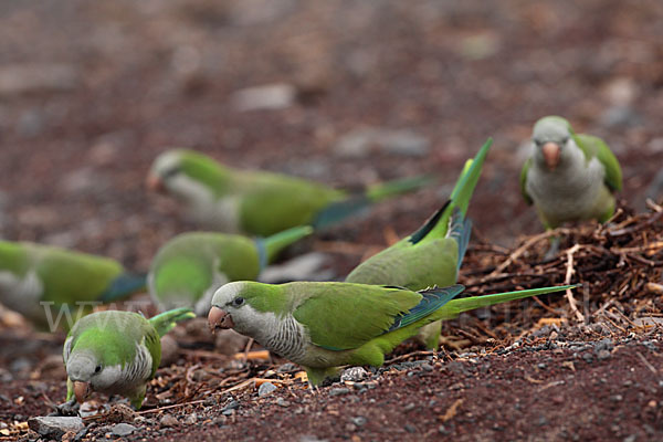 Mönchssittich (Myiopsitta monachus)