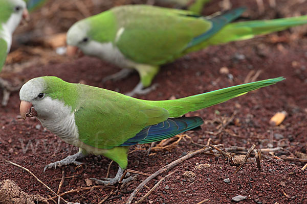 Mönchssittich (Myiopsitta monachus)