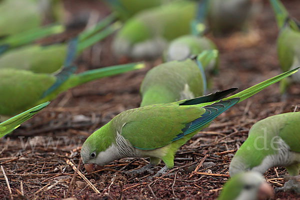 Mönchssittich (Myiopsitta monachus)