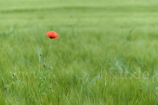 Mohn (Papaver spec.)