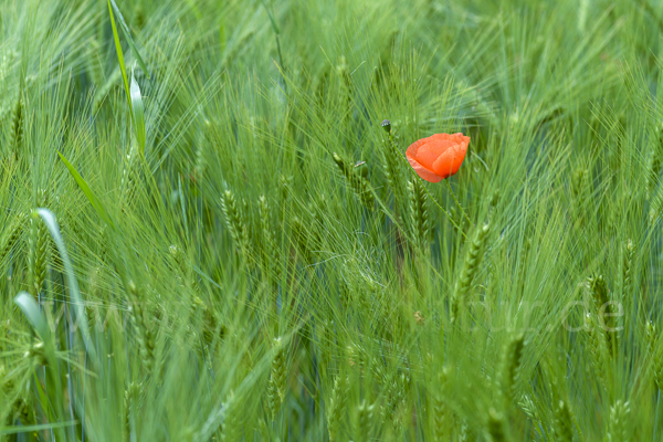 Mohn (Papaver spec.)