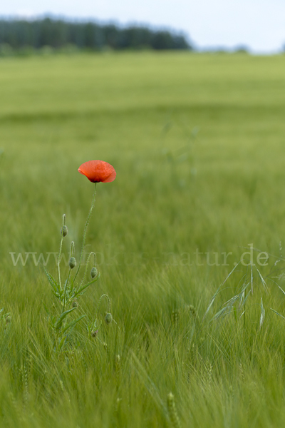 Mohn (Papaver spec.)