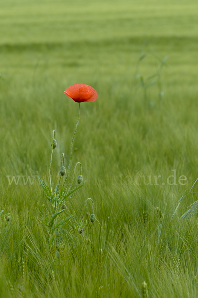 Mohn (Papaver spec.)