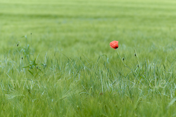 Mohn (Papaver spec.)