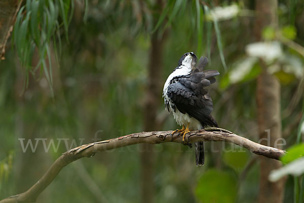 Mohrenhabicht (Accipiter melanoleucus)