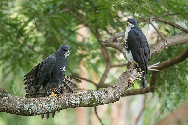 Mohrenhabicht (Accipiter melanoleucus)