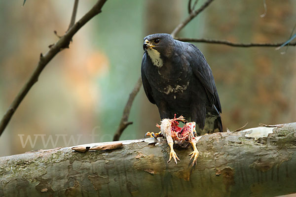 Mohrenhabicht (Accipiter melanoleucus)