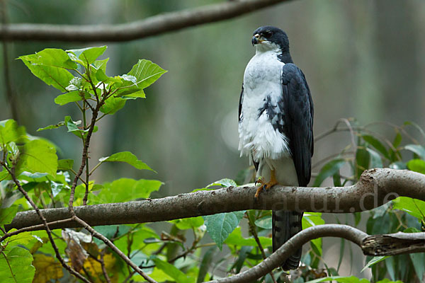 Mohrenhabicht (Accipiter melanoleucus)