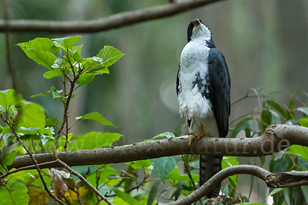 Mohrenhabicht (Accipiter melanoleucus)