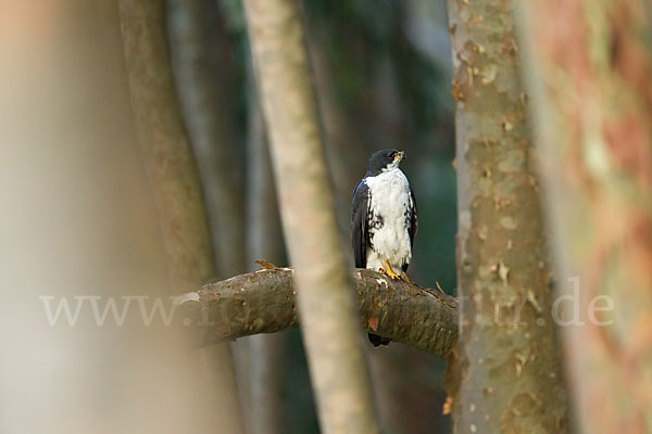 Mohrenhabicht (Accipiter melanoleucus)