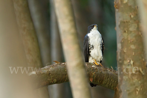 Mohrenhabicht (Accipiter melanoleucus)