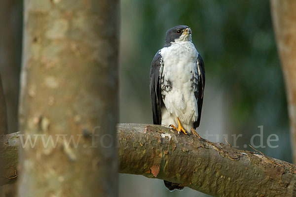 Mohrenhabicht (Accipiter melanoleucus)