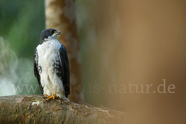 Mohrenhabicht (Accipiter melanoleucus)