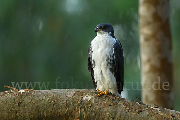 Mohrenhabicht (Accipiter melanoleucus)