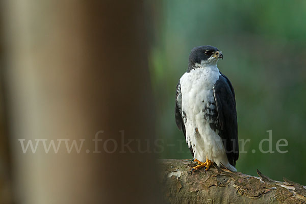 Mohrenhabicht (Accipiter melanoleucus)